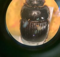 2022_06_25_biodiversidade_fauna_invertebrados_do_cerrado_Dichotomius-bos_Felsche-1901