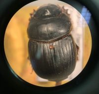 2022_06_25_biodiversidade_fauna_invertebrados_do_cerrado_Dichotomius-nisus_Olivier-1789