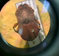 2022_06_25_biodiversidade_fauna_invertebrados_do_cerrado_Eurvsternus-caribaeus_Herbst-1789