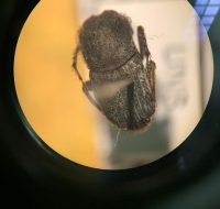 2022_06_25_biodiversidade_fauna_invertebrados_do_cerrado_Eurvsternus-nigrovirens_Genier-2009