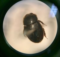 2022_06_25_biodiversidade_fauna_invertebrados_do_cerrado_Genieridium-cryptops_Arrow-1913