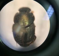 2022_06_25_biodiversidade_fauna_invertebrados_do_cerrado_Onthophagus-hircus_Billberg-1815