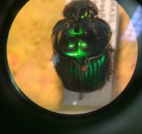 2022_06_25_biodiversidade_fauna_invertebrados_do_cerrado_Oxysternon-palemo_Castelnau-1840