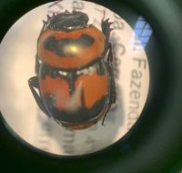 2022_06_25biodiversidade_fauna_invertebrados_do_cerrado_Canthon-histrio_Lepel-&-Serv.-1828