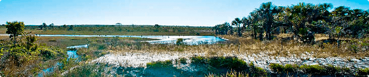 imagem-cerrado-rodape-contato imagem-cerrado-rodape-contato