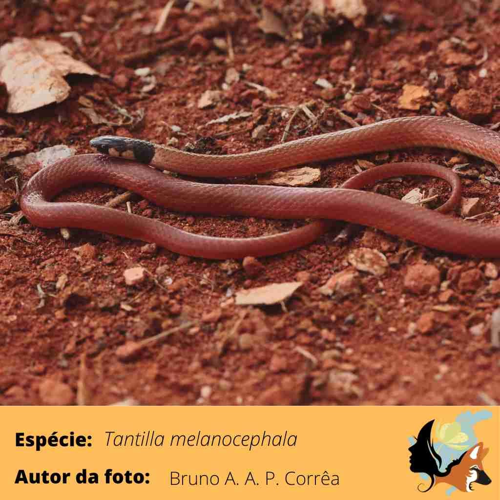 tantilla melanocephala_ficha